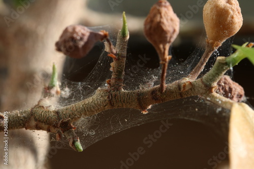 Branch of a tree affected by Spider mite, Tetranychus urticae.