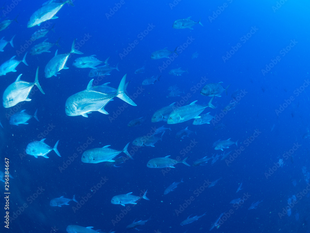 Fototapeta premium パラオ_ペリリュー_スキューバダイビング