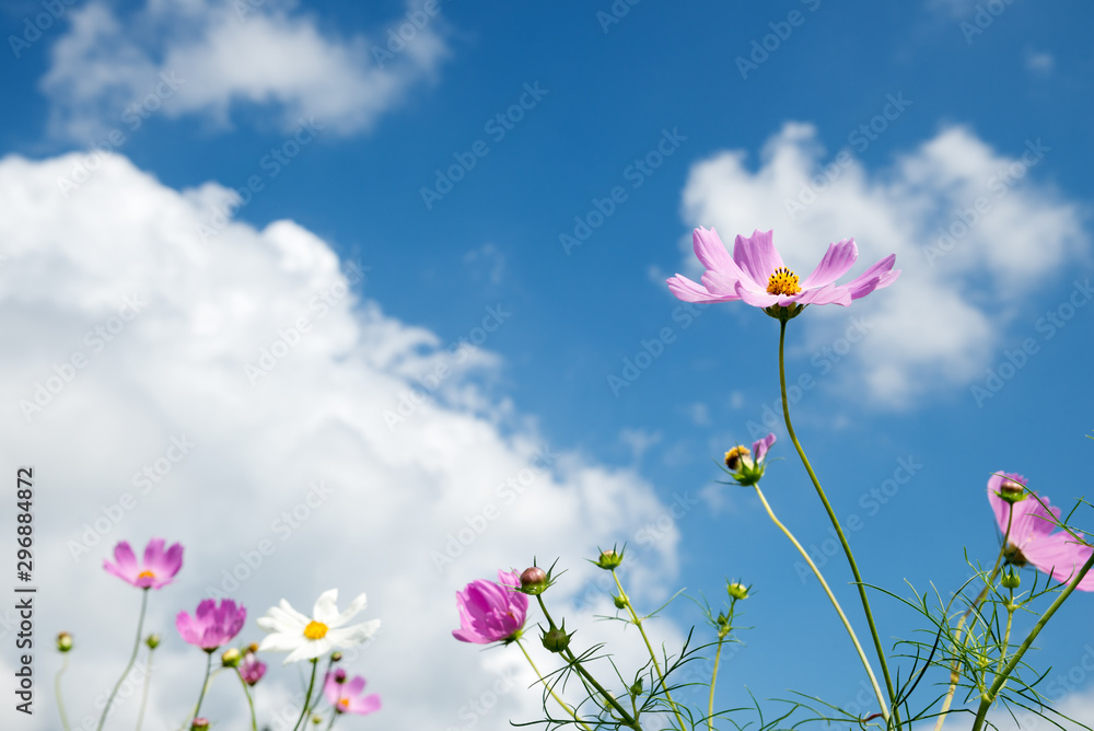 青空の下の薄いピンクのコスモスの花 Stock 写真 Adobe Stock