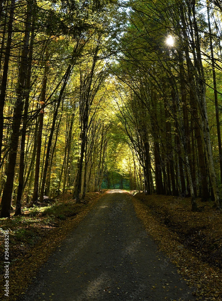 Obraz premium forest road through the green forest