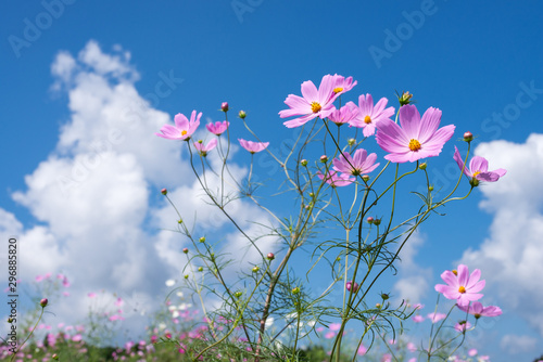 青空の下の薄いピンクのコスモスの花