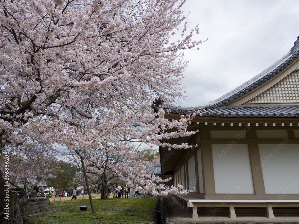 京都_醍醐寺_桜