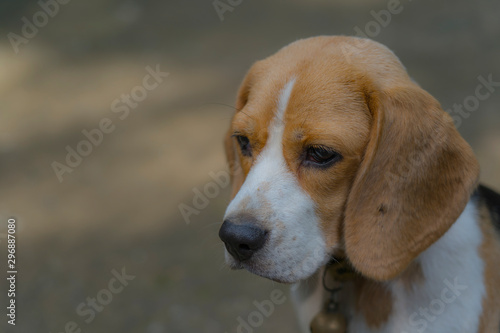 Beagle dog,portrait of Beagle dog looking
