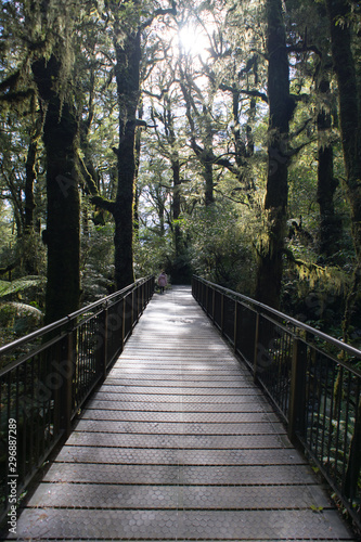 Wooden Bridge in the rainforest national park.The Chasm trail walk New Zealand.