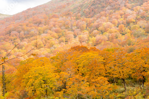 秋色 栗駒須川湖の紅葉