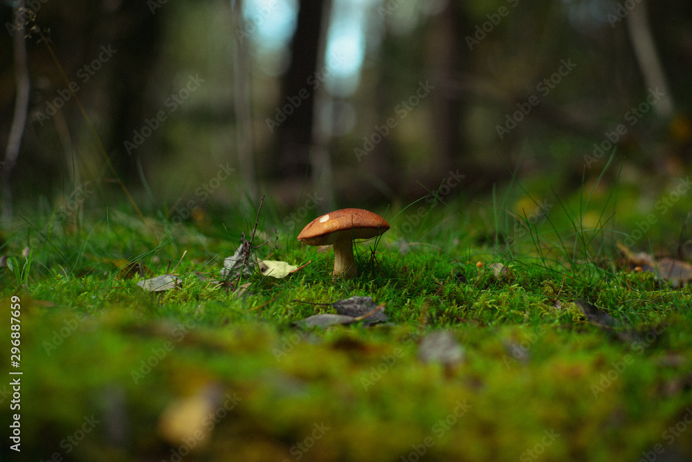 Shrooms 3 Shrooms 3