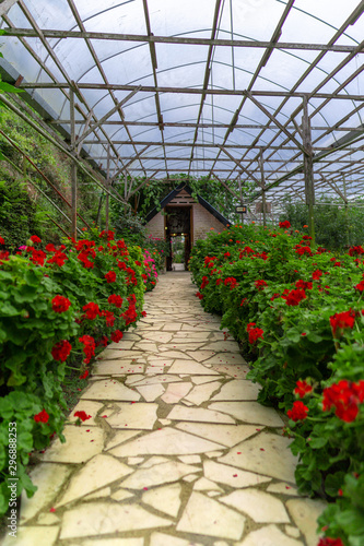 A pathway in a greenhouse