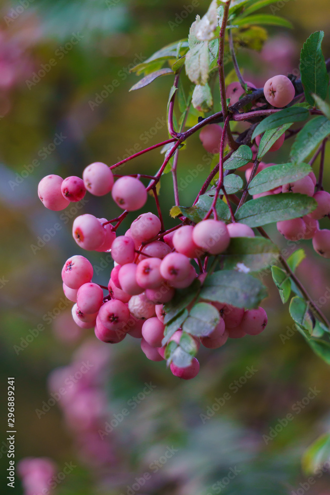 White-pink mountain ash in the fall in a city park.Autumn landscape. White-pink mountain ash in the fall in a city park.Autumn landscape.