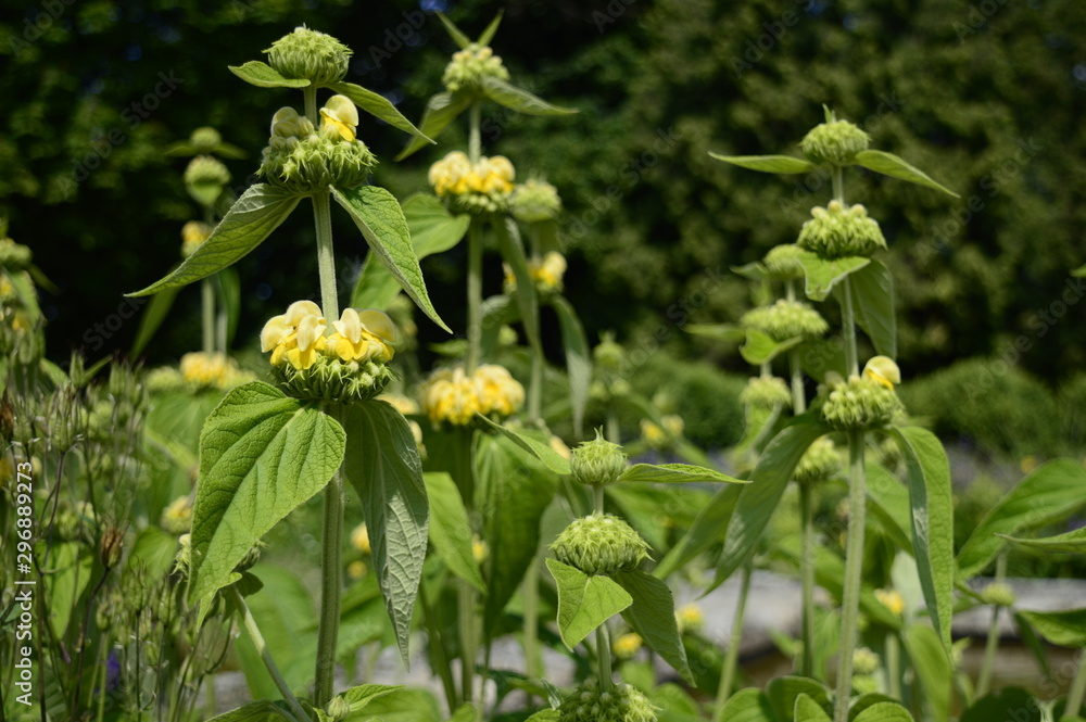 Closeup Phlomis russeliana known as Turkish sage with blurred background in garden Closeup Phlomis russeliana known as Turkish sage with blurred background in garden