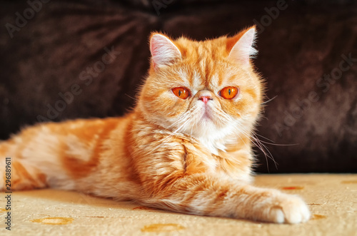 Exotic breed cat on the sofa in the room. 1. © serg6legion