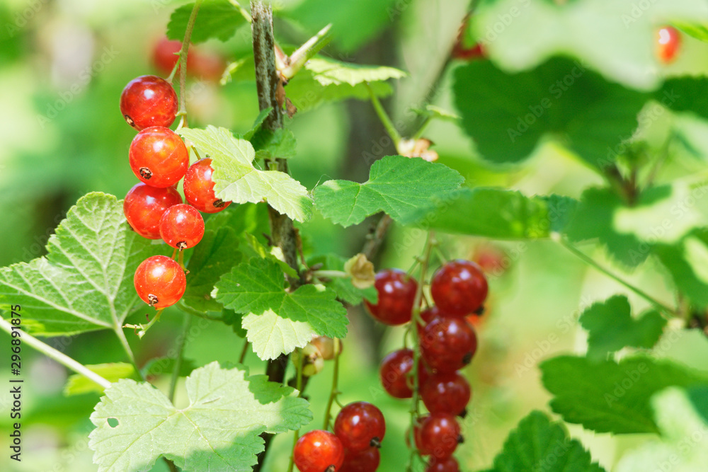 rote Johannesbeeren