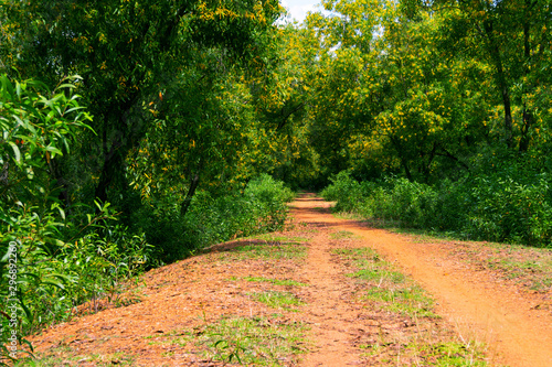 soil road have gone inside the village forest or jungle under blue sky, green trees with yellow flowers, clean and clear Indian natural rural village scenery, red way or road made by soil and mud