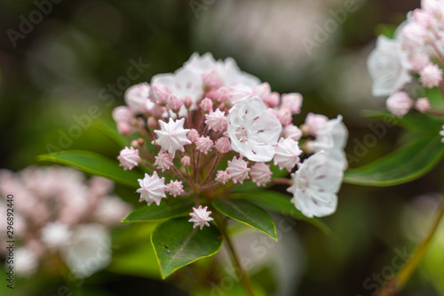 Flowers in garden 21