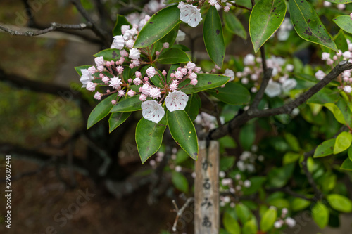 Flowers in garden 22