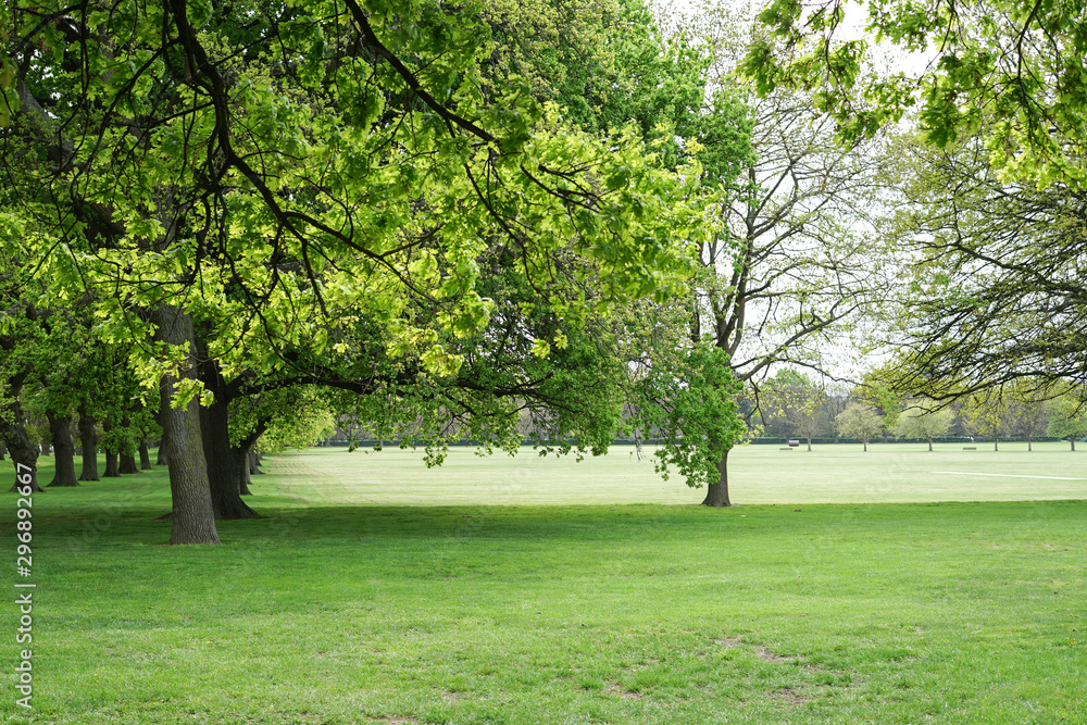 Beautiful green park with row of Maple Tree.