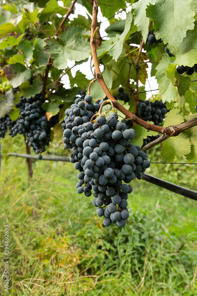 grapes on the vine in Georgia