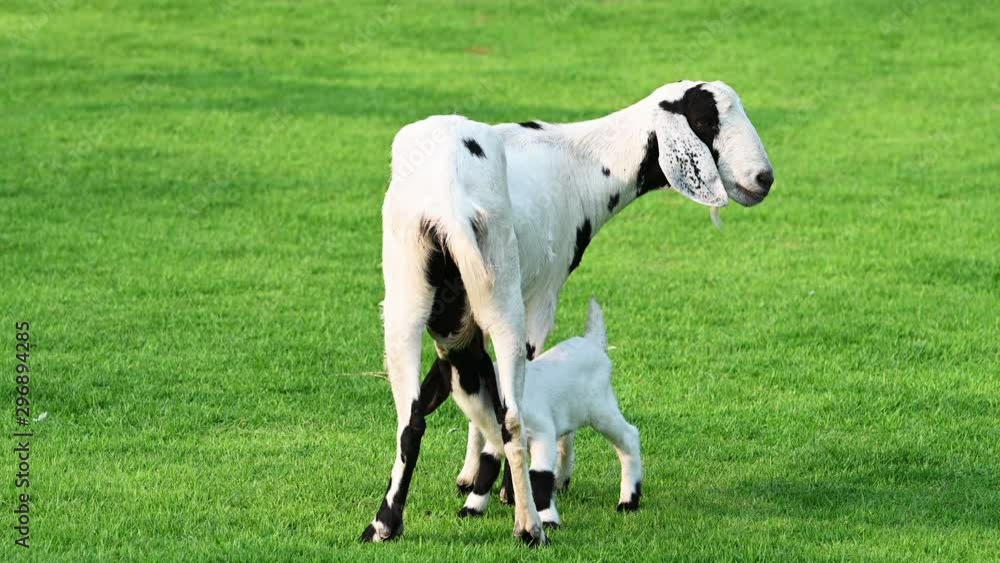 Baby goat suckling milk on mother goat Baby goat suckling milk on mother goat