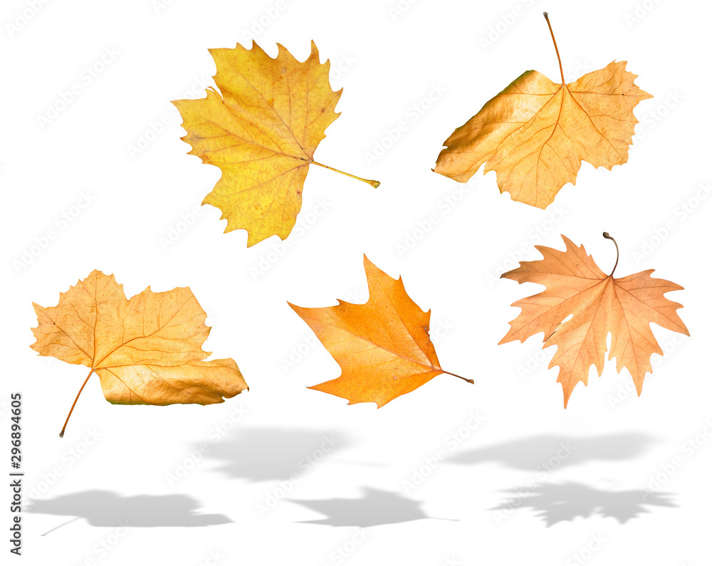 Falling yellow autumn leaves with shadow isolated over white Falling yellow autumn leaves with shadow isolated over white