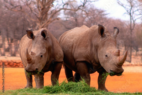  Wild african animals. Portrait of two bull white Rhinos eating grass in Etosha National park  Namibia. 