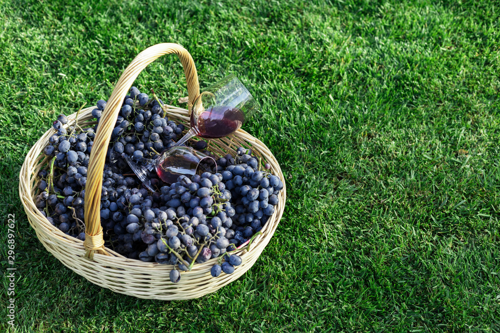 Two glasses of red wine in basket of fresh grapes harvest on lawn, green grass outside. Homemade wine making. Wine tasting in vineyard. Copy Space. Cabernet Sauvignon, Merlot, Pinot Noir, Sangiovese Two glasses of red wine in basket of fresh grapes harvest on lawn, green grass outside. Homemade wine making. Wine tasting in vineyard. Copy Space. Cabernet Sauvignon, Merlot, Pinot Noir, Sangiovese