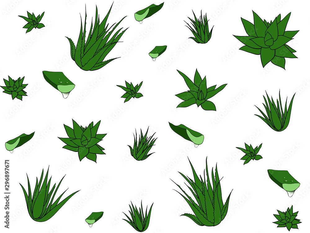 Seamless pattern with tropical, succulent plants, aloe vera. Floral illustration on a white background.