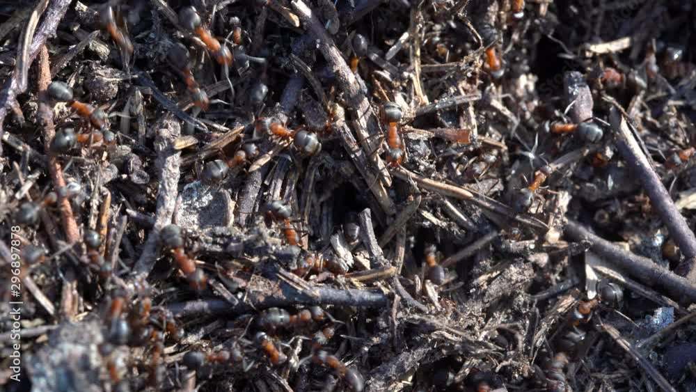 Big anthill in the woods. Big anthill with colony of ants in summer forest. Ants on the ant hill in the woods closeup, macro Big anthill in the woods. Big anthill with colony of ants in summer forest. Ants on the ant hill in the woods closeup, macro
