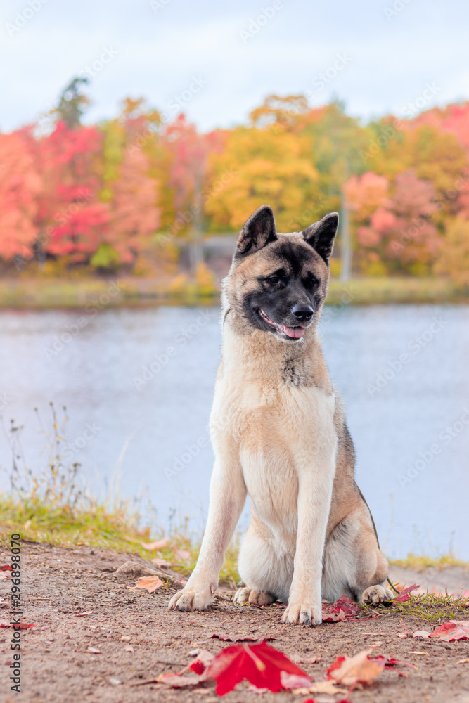 Akita breed dog on a walk in the autumn park. Beautiful fluffy dog. American Akita.