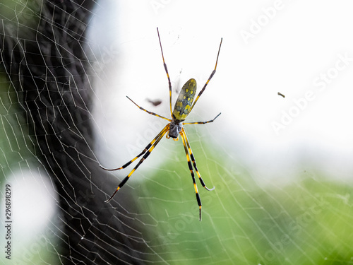 Nephila clavata Joro orb weaver spider on web 5
