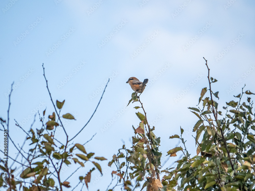 Bull-headed Shrike hunting from a treetop 2 Bull-headed Shrike hunting from a treetop 2