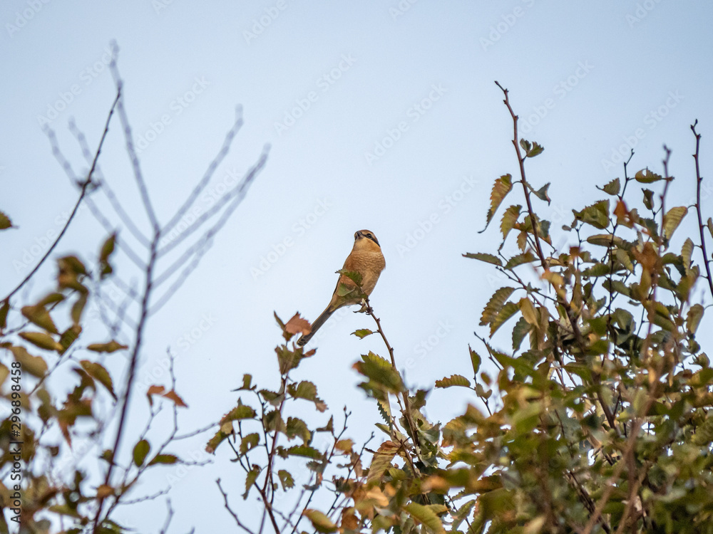 Bull-headed Shrike hunting from a treetop 6 Bull-headed Shrike hunting from a treetop 6