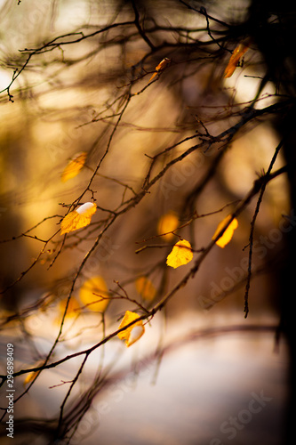 Yellow leaves and tree branches against the background of black tree trunks and snow.