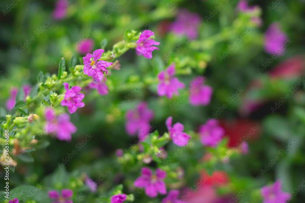 Purple flowers cuphea hyssopifolia dark tone. Purple flowers cuphea hyssopifolia dark tone.