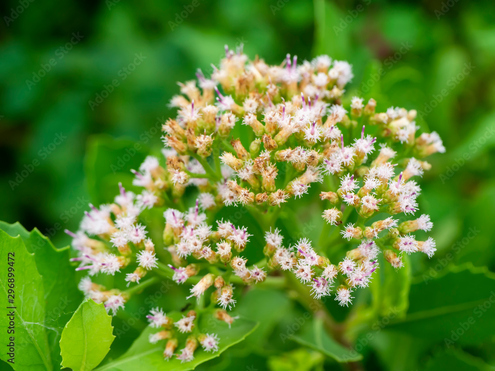 Close up Indian marsh fleabane plant. Close up Indian marsh fleabane plant.