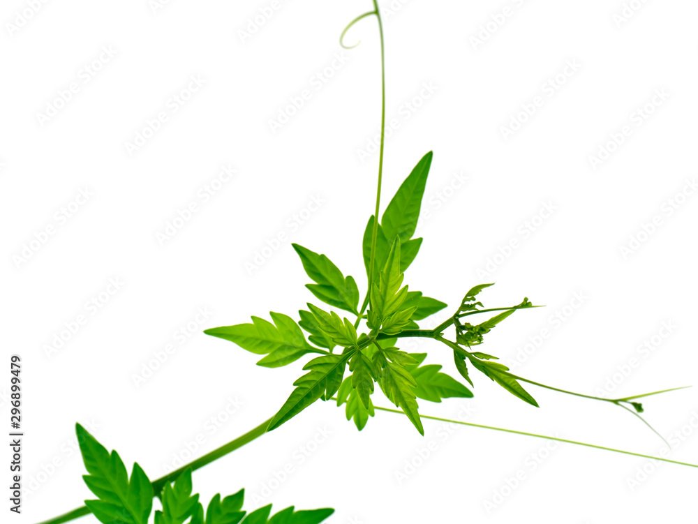 Fototapeta premium Close up Balloon vine plant on white background.