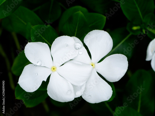 Close up of Catharanthus roseus flower in the dark background photo