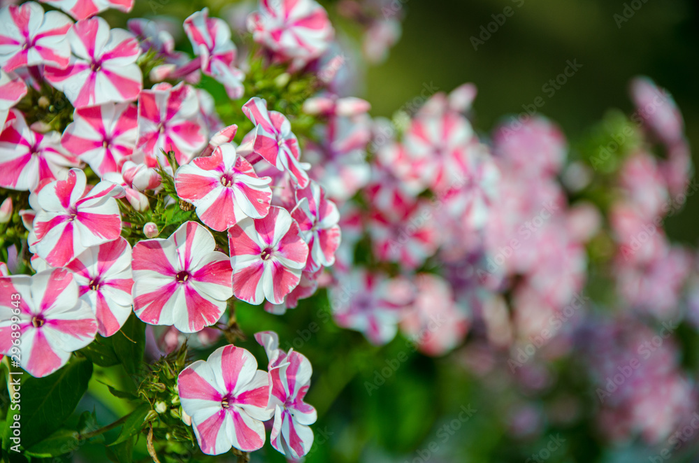 Naklejka premium Voodoo Verbena Rosa