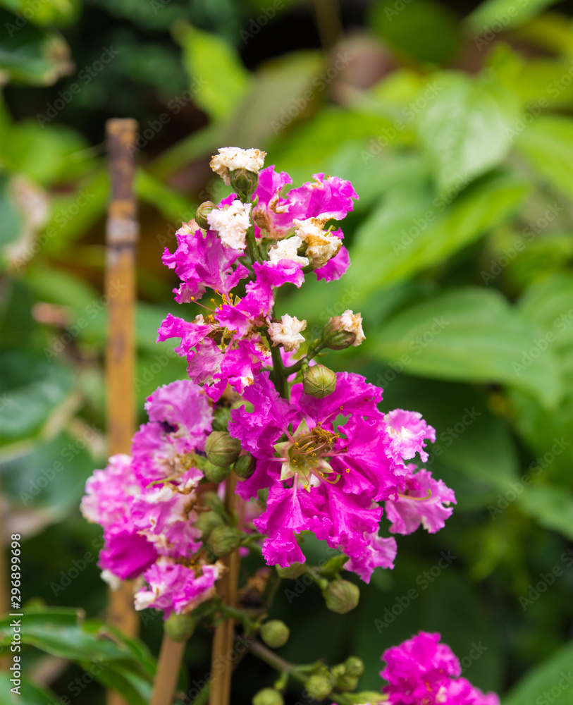 purple flowers in the garden