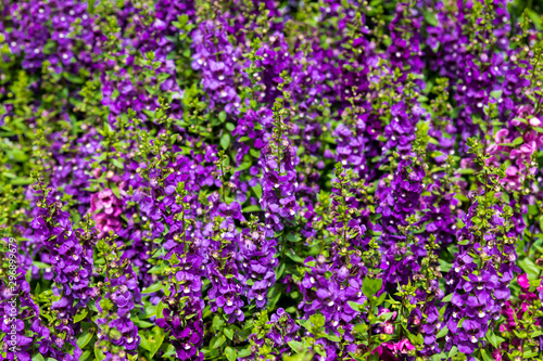 field of purple flowers