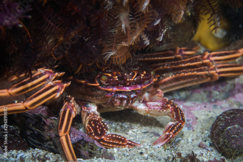 Cape rock crab (Plagusia chabrus) hiding underneath a ledge. photo