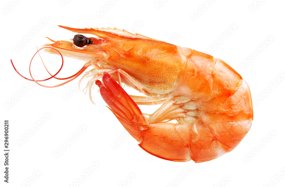 Photos Dried shrimp on white background