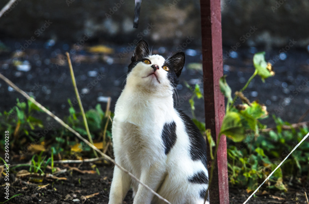 Black-white cat is played with a rope Black-white cat is played with a rope