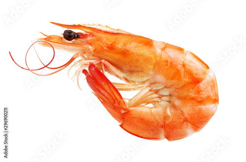 Dried shrimp on white background photo