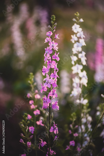 Colorful flowering herb meadow with purple blooming phacelia  orange calendula officinalis and wild chamomile. Meadow flowers photographed landscape format suitable as wall decoration in wellness area