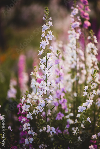 Colorful flowering herb meadow with purple blooming phacelia  orange calendula officinalis and wild chamomile. Meadow flowers photographed landscape format suitable as wall decoration in wellness area