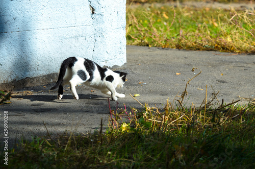 Black and white cat runs and plays, photo in action © FellowNeko
