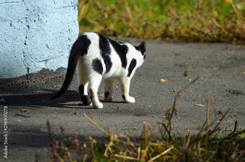 A black and white cat is waiting for someone around the corner of the wall