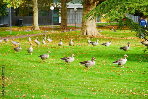 Graugans Schlosspark Stuttgart Oktober 2019 © Stefan