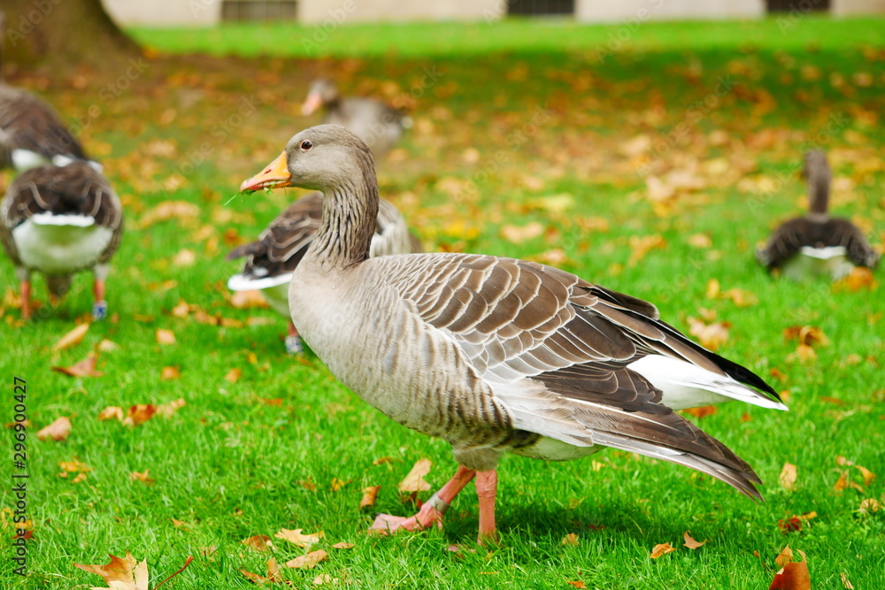 Graugans Schlosspark Stuttgart Oktober 2019 Graugans Schlosspark Stuttgart Oktober 2019