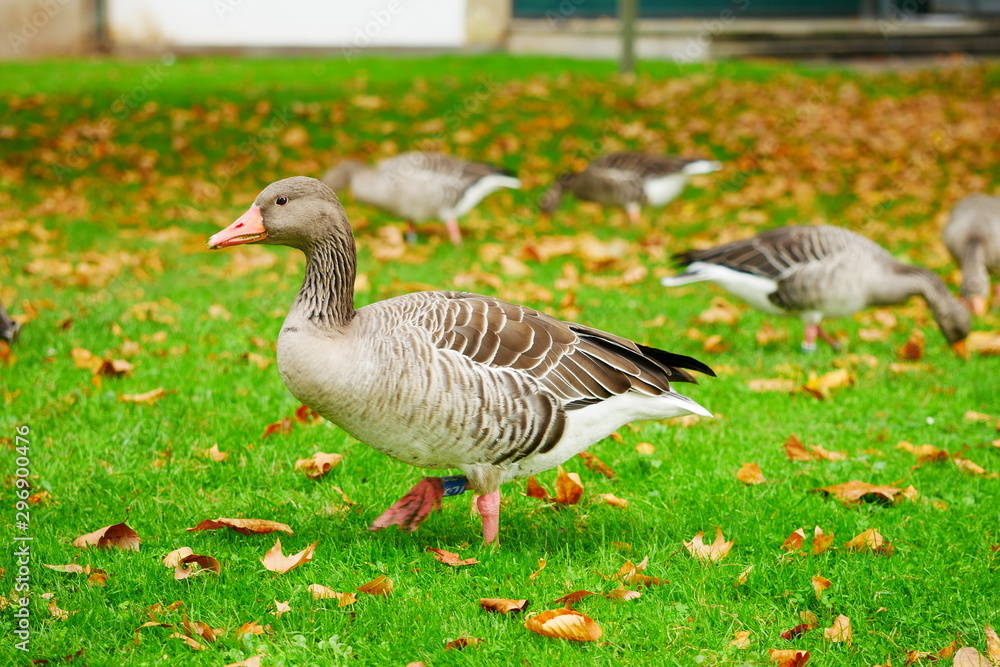Graugans Schlosspark Stuttgart Oktober 2019 Graugans Schlosspark Stuttgart Oktober 2019