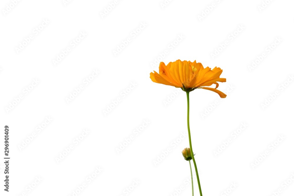 A sweet orange cosmos flower blossom on white isolated background and copy space A sweet orange cosmos flower blossom on white isolated background and copy space